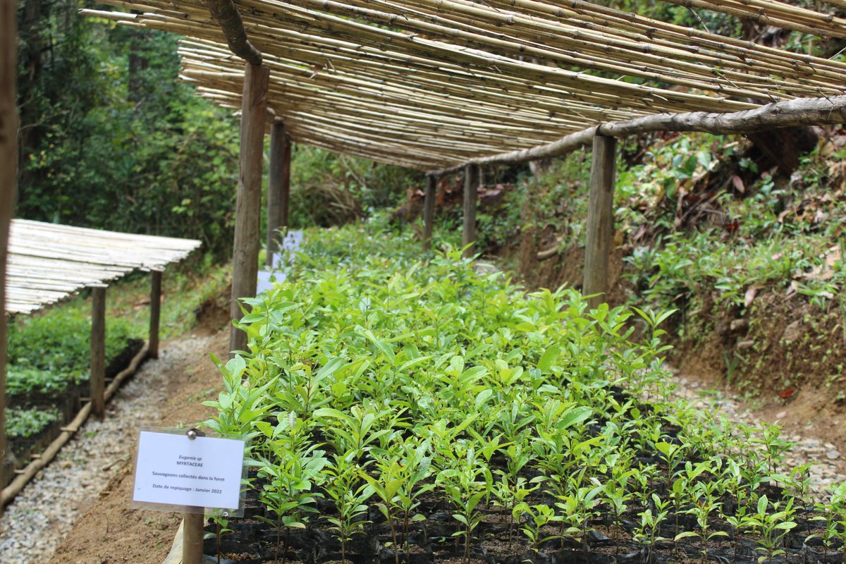 Hard work and positive result #collaboration between #Mitsinjo_Association_Andasibe team and #USFS #Madagascar