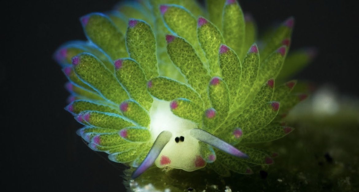 animalorbit's tweet photo. Check out this crazy aquatic #leafsheep!! 
#ocean #marine #fish #aquatic #animalsdaily #daily https://t.co/mHpq4BTUO6