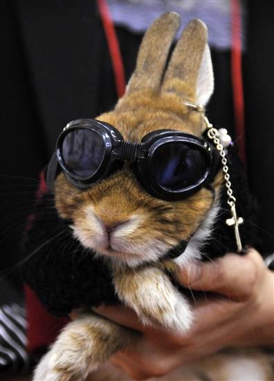 Bunnies (@rabbiteveryhour) on Twitter photo 