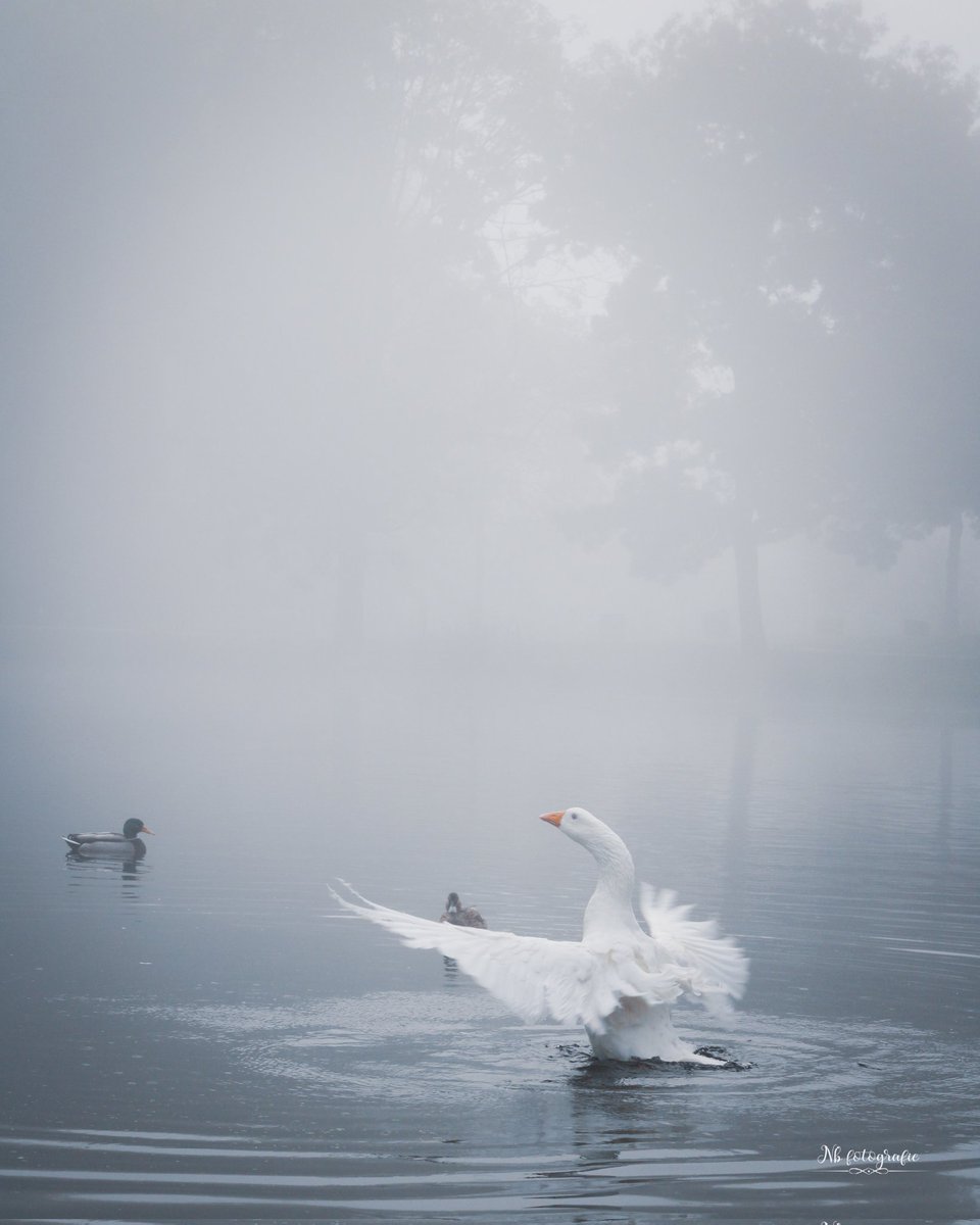 Nancybarbara41's tweet photo. Alweer 16 november.. Time flies.. 
#Snowgoose #Rotterdam #November #kralingseplas #photographylovers #photooftheday #photographicart https://t.co/cIofJuD1Jc