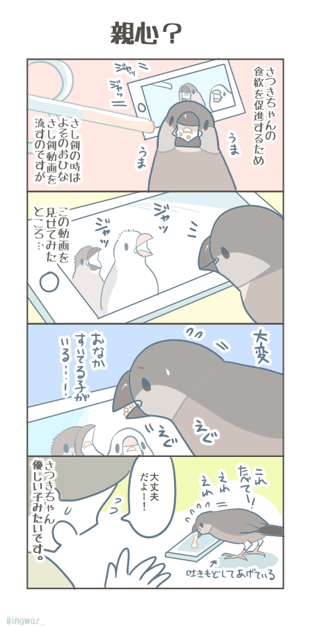 おやごころ…?

#Buncho #javasparrow #文鳥 