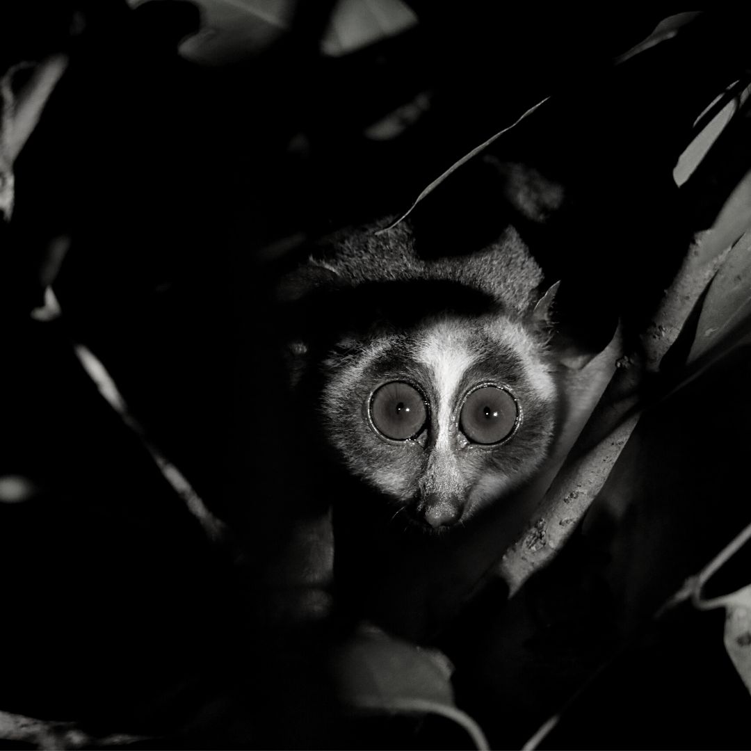 Bringing together 12 years of research,conservation and incredible experience of the grey slender loris at Jetwing Vil Uyana into one digital space- slenderloris.lk

#jetwinghotels  #jetwingviluyana   #ecotourism #conservation #slendorloris