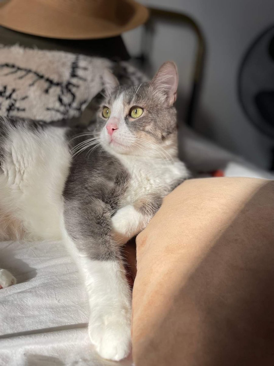 Association Owca tweet media