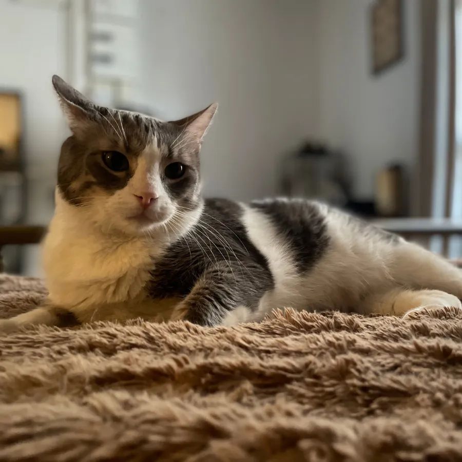 Association Owca tweet media