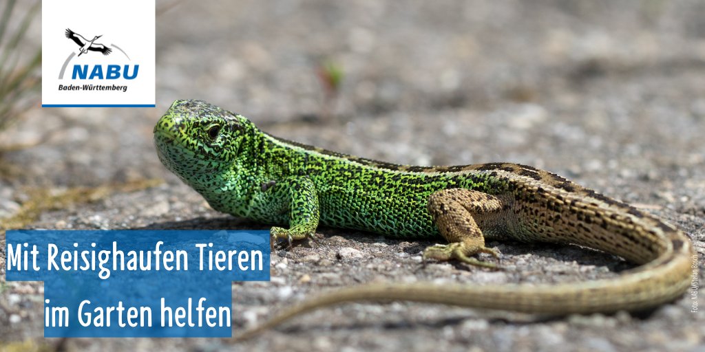 Naturschutzbund's tweet photo. Wenn du jetzt #Bäume und #Sträucher schneidest, kannst du in einer Ecke des #Gartens einen Reisighaufen für Kleinsäuger wie #Eidechsen oder #Fröschen aufschichten🌳🌲. Dieser bietet den #Tieren im #Winter einen geschützten Unterschlupf 🐾. https://t.co/MQ686qEgwr