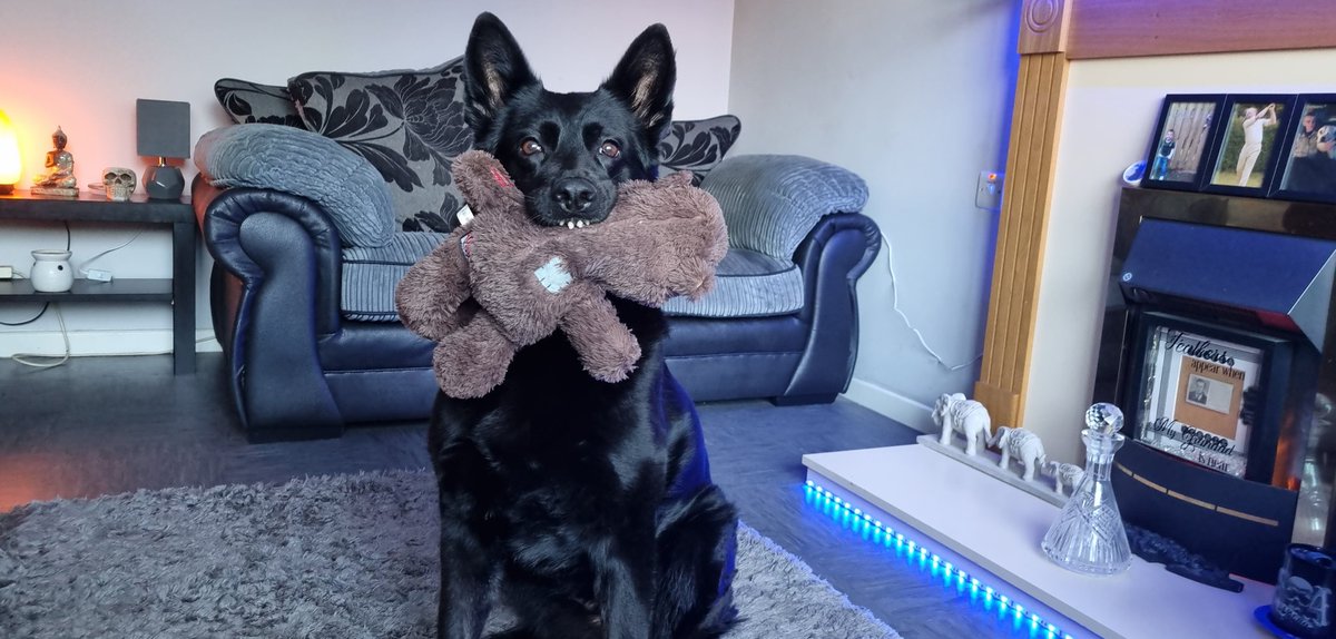 #emotionalsupportdog #protectiondog #myprincess