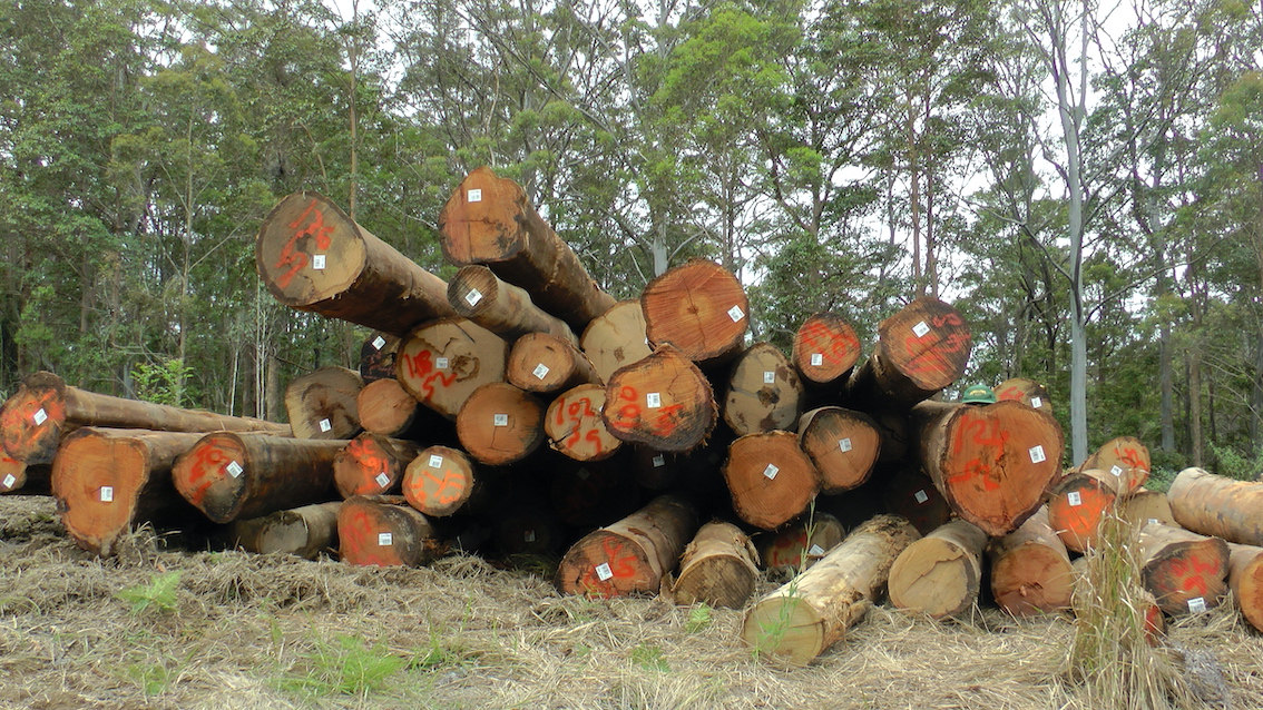 CloudsCreek's tweet photo. Logging at Clouds Creek is disastrous for koalas, greater gliders and other threatened species recovering from 2019 bushfire impacts.
NSW Minister @DugaldSaunders ignored repeated, urgent community warnings about local risks posed by logging in #EllisStateForest. https://t.co/VNsrL5uGdX