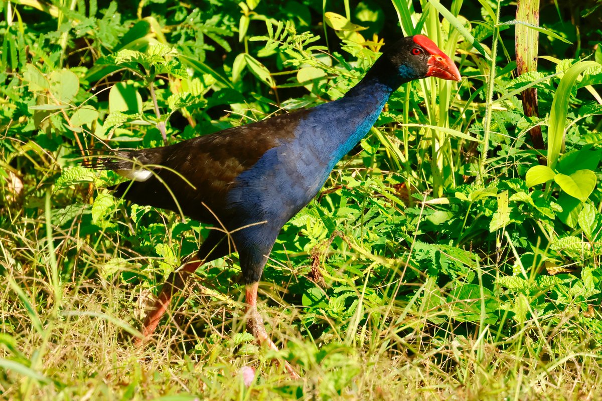 #BirdsSeenIn2022  A common rail across much of the South Pacific including the Solomons is the large and colourful Australasian Swamphen (Porphyrio melanotus). <a href="/Britnatureguide/">The British Nature Guide</a> <a href="/birdsoftheworld/">Birds of The World: The Cornell Lab</a> <a href="/Pacific_Birds/">Pacific Birds</a> #solomonislands