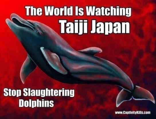 karensarah66's tweet photo. 40 Melon Head Dolphins driven into cove 16.11.22. Adults slaughtered, babies & juveniles back to open sea π€¬Young dolphins alone is more cruelty of hunt π Left traumatised, disoriented wandering oceans & need mother's milk to survive. Mothers have been killed π #EndTaijiHunts https://t.co/h1qt0STO1e