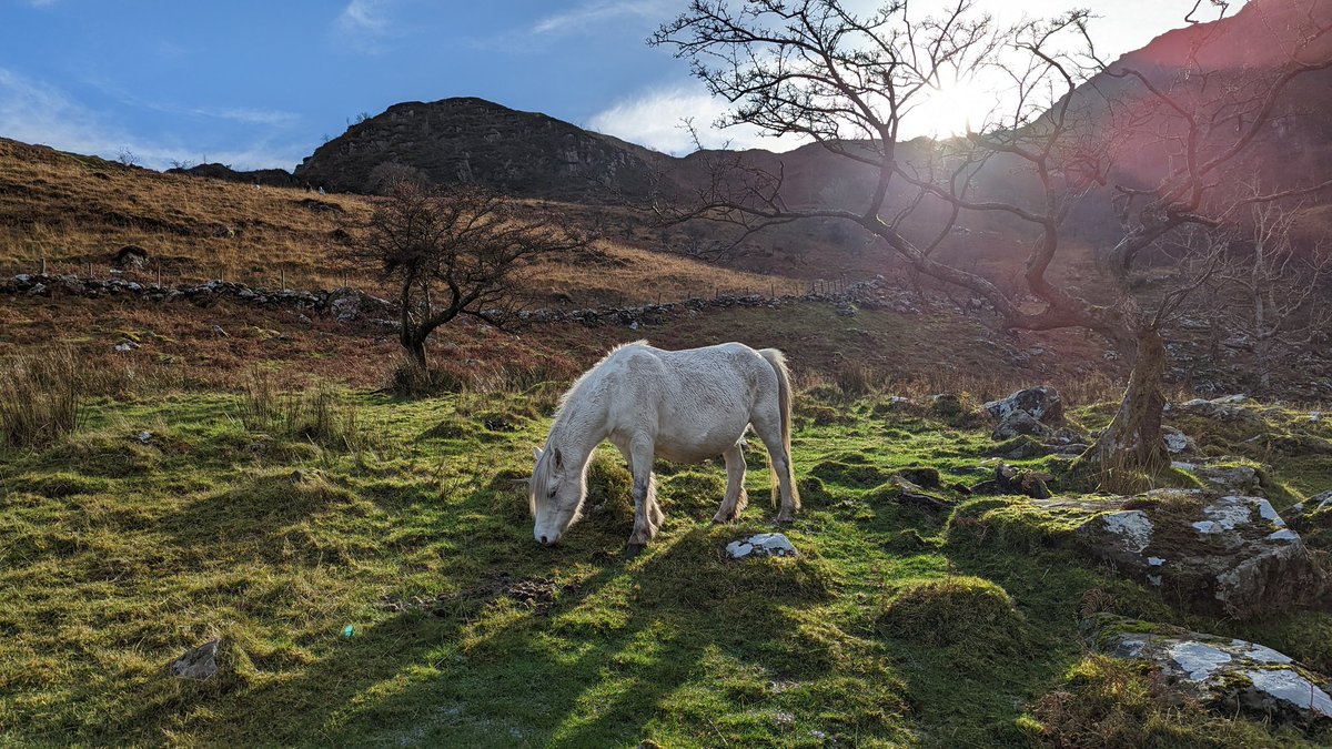 Good morning 🌞
#welshpony #wales #thisiscymru #northwales #WildHorses