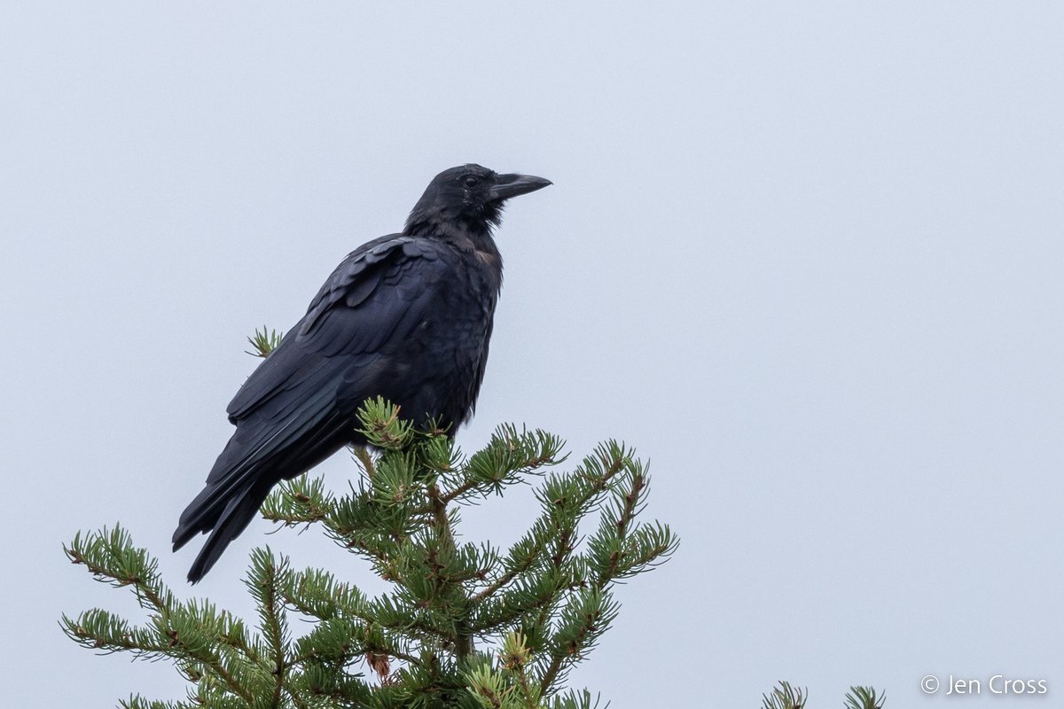 Kaeli Swift, Ph.D. tweet media