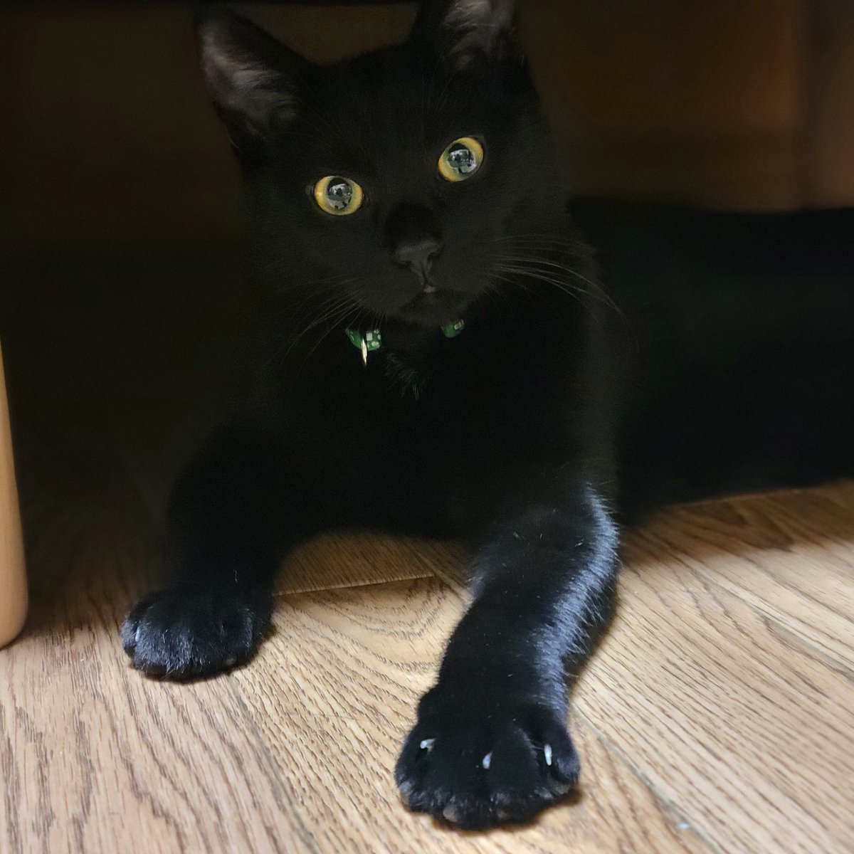 Nan__0516's tweet photo. Half Birthday🎂
#黒猫なん
#halfbirthday
#猫のいる幸せ 
#猫写真 https://t.co/As2B8HXvIC
