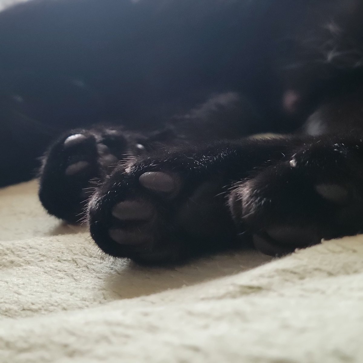 Nan__0516's tweet photo. Half Birthday🎂
#黒猫なん
#halfbirthday
#猫のいる幸せ 
#猫写真 https://t.co/As2B8HXvIC