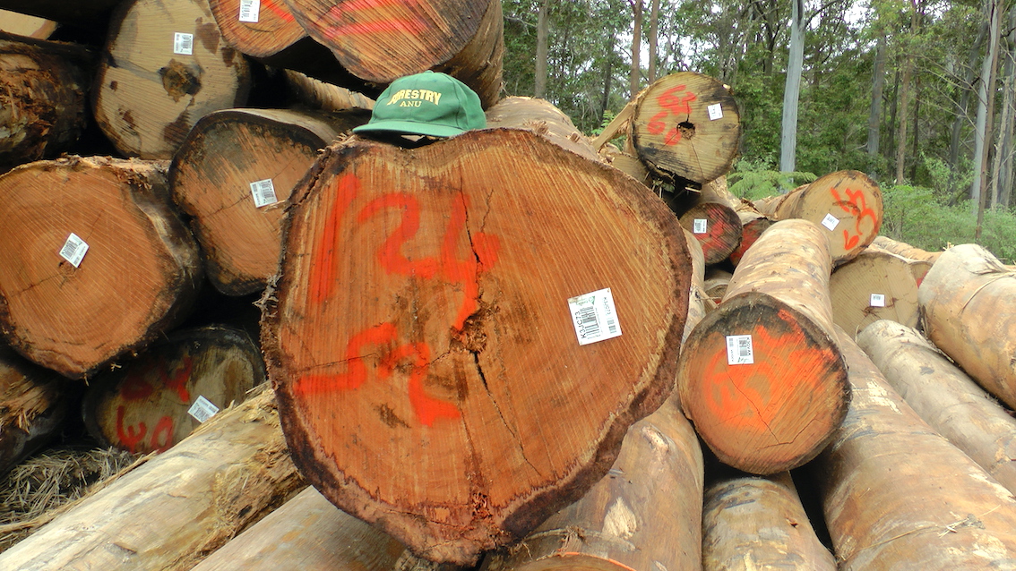CloudsCreek's tweet photo. Instead of STOP WORK, FCNSW sent in 2nd logging crew on 7.11.22.
Now critical threatened species habitat is lying on the log dump โจโจ๐คฌ ... HCV #forests logged for short lived wood products.
It is diabolical native forest mismanagement.
#SaveEllis #SaveOldGrowth #nswpol https://t.co/kJ9nqMR7S9