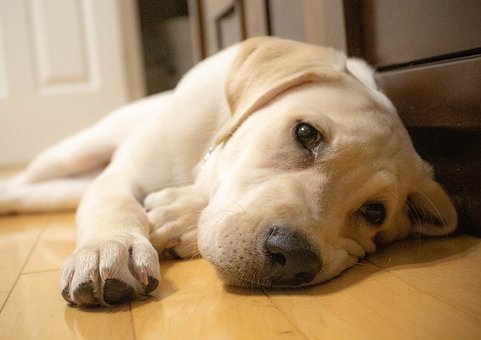LabradoresStore's tweet photo. ▷【 NO BUSQUES MÁS】Encuentra aquí las claves para entender por qué tu perro ha perdido el apetito.

#labradorgold #labradorretriever #animallover #labradores #labradors #labradormarron #labradoreschocolate #labrador #labradorpuppy #labradorlovely

Link: https://t.co/B0yPIoiUCQ https://t.co/nzJjVhsN6F