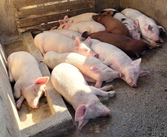 SirJuliusT's tweet photo. Hw to start a piggery project n how to target the right market and differentiate yourself from others. 

Following the traditional way of pig farming requires, knowledge, huge investments, time, skills, good team, market, more space etc

Options on hw to start n wht to start with https://t.co/V0cqtLloED