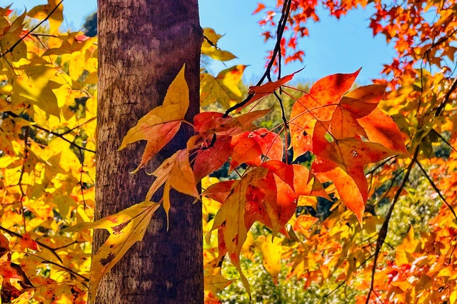 AlbumGba's tweet photo. The Hong Kong Bus MTR K66A will be in service starting from the end of November, benefiting Tai Tong Mountain visitors who would like to enjoy the red leaves. #HongKong #PaceinGBA #travel https://t.co/Sn6xjfTagQ