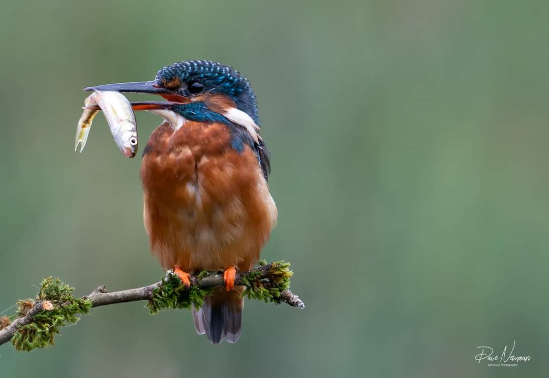 tucking into a fishy breakfast meal, the female #kingfisher 
#TwitterNatureCommunity #TwitterFriends #birdphotography #nature #NaturePhotography #photooftheday #sonyalpha #bird #countryfilemagazine #BBCCountryfileMagPOTD #pose #breakfast
