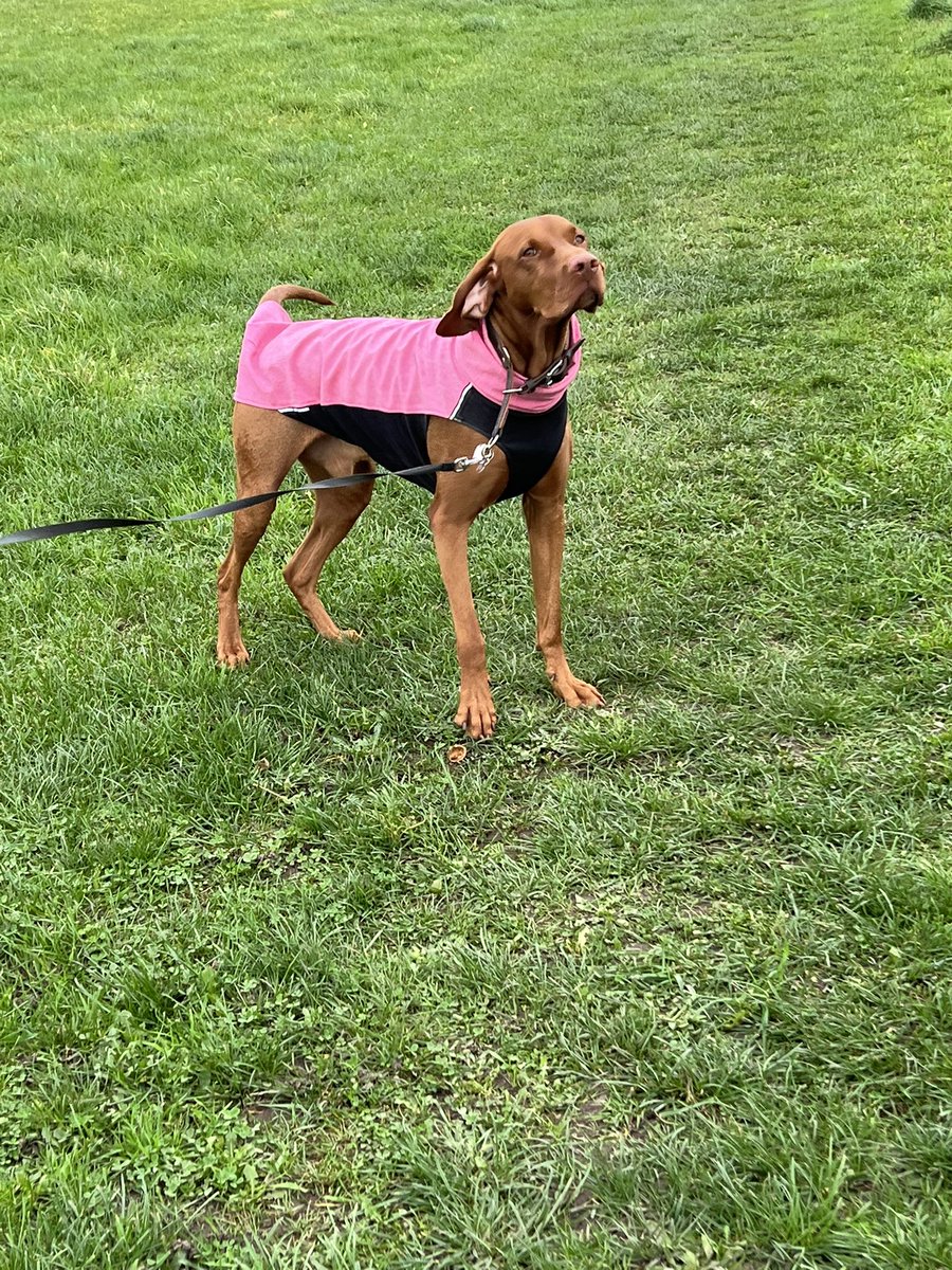 Mum says it’s hunting pink!! Happy to have my rain jacket on in the strong cold winds.  I was toasty! #dogs #dogsoftwitter #vizsla