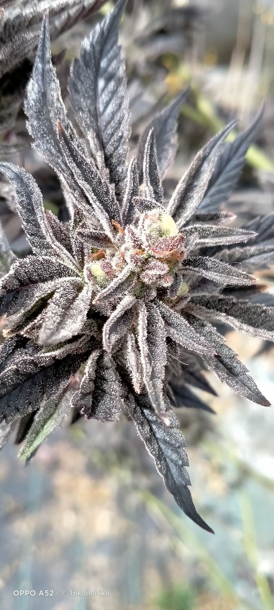 guerrilla1972's tweet photo. OG Kush #RareDankness https://t.co/voyDAcgrmm
