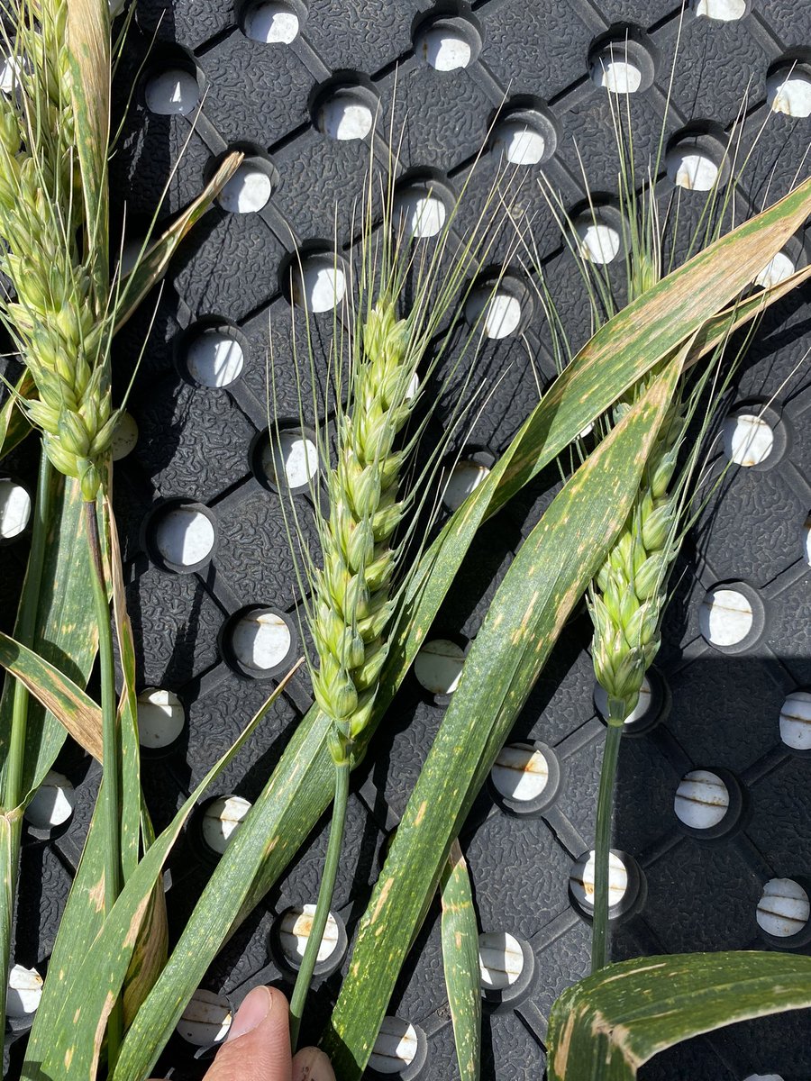 gooba_7's tweet photo. Credit where credits due, client managed to get 4 well timed fungicides on their rockstar in some of the wettest country in the Wimmera, very clean heads maxing yield potential this year 🤞🏼 the rain stops and they pull it off in a very tough wet year 💪🏼 https://t.co/rei17O7dN7