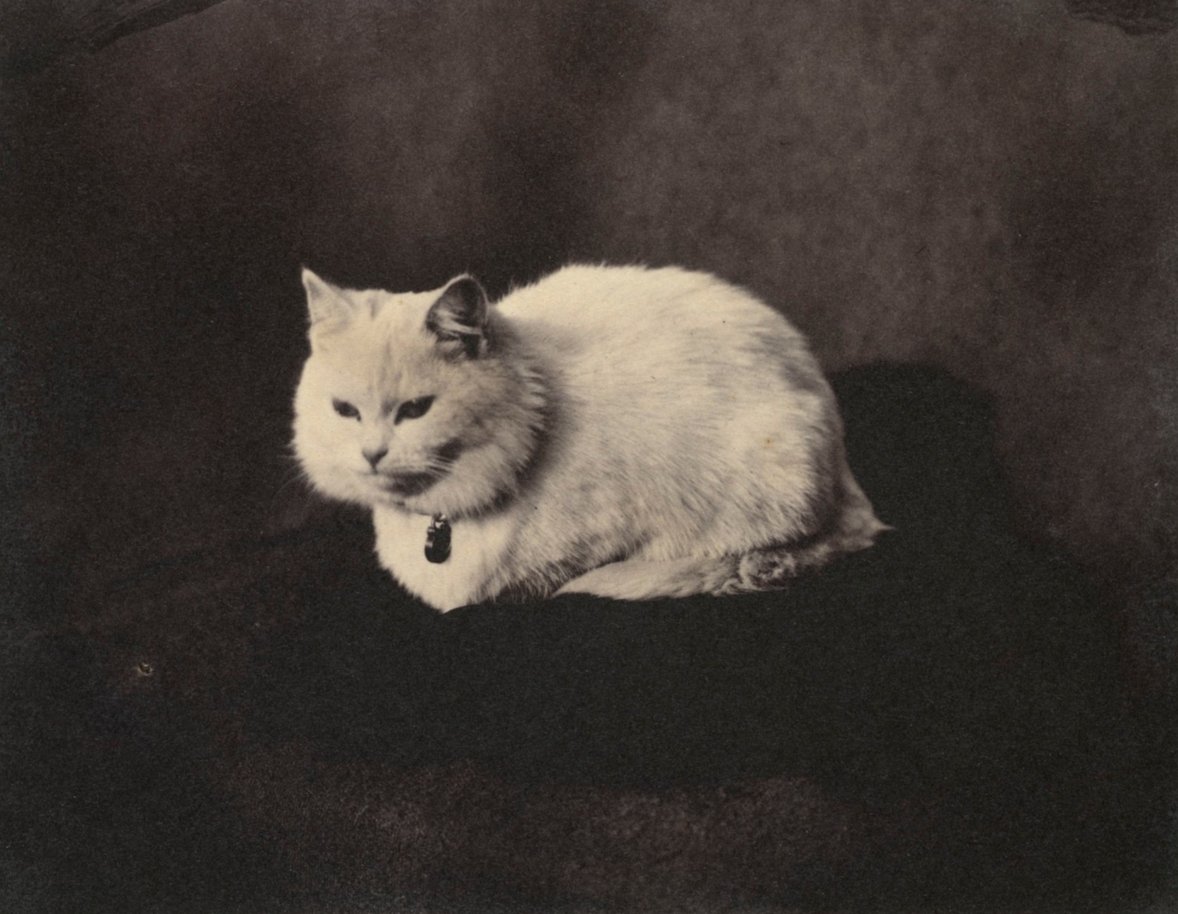 'Photograph of Snowdrop, a white cat who belonged to Prince Leopold.' 1856. rct.uk/collection/sea…