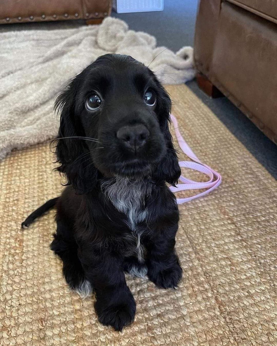 thedogs_planet's tweet photo. Meet Lily. The queen of puppy dogs eyes 🥺🖤 https://t.co/RhNLDir4Jv