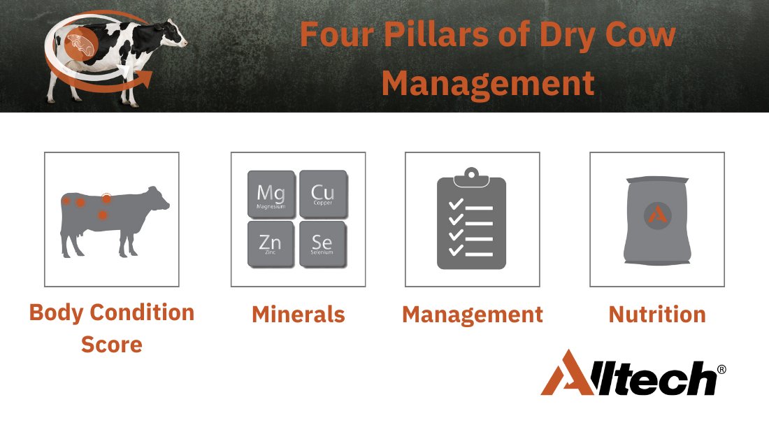 Be sure to tune into our Evolve Dry Cow webinar - 'Preparing for Drying Off' tonight at 7:30pm‼️🎙️

Alltech nutritionists will be discussing best practices this dry period for ensuring optimal herd health 🐄🗓️

Click here to join the webinar👉bit.ly/3AajERJ