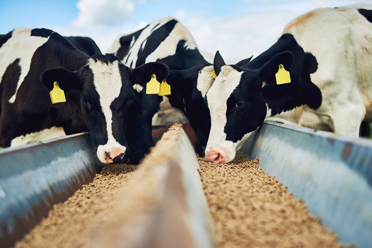 Feeds are the highest cost of animal husbandry &amp; raw materials have risen more than 30% this year. Regular testing with <a href="/SciantecNews/">Sciantec</a> provides feed manufacturers &amp; their customers the confidence they need that animals are getting their required nutrients: cawood.co.uk/sciantec/