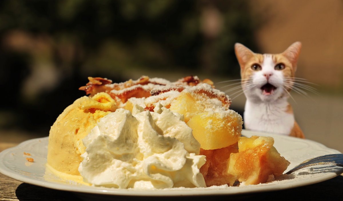 Stumpy Cat tweet media