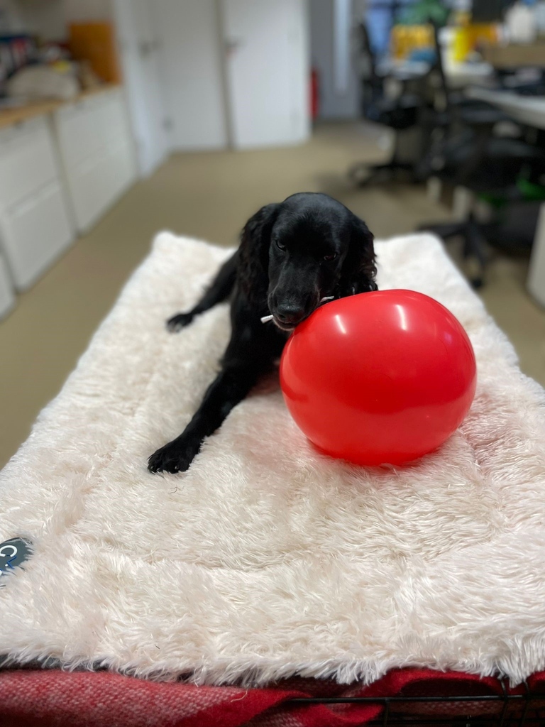 Happy 6 month Birthday to Myrtle 🐾 Pictured here in the office with her Birthday balloon! 🎈⁠
⁠
#pustagram #dogsofinstagram #marstonproperties