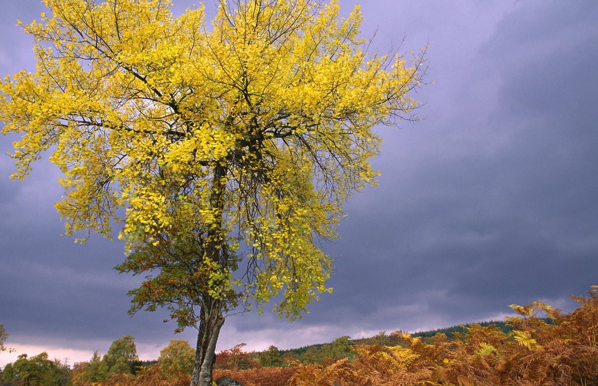 Aspen occurs across most of Britain, but it’s uncommon for it to form extensive stands. In the Highlands, only 21 stands of aspen larger than 1.5 hectares are known. These stands are rich in biodiversity, especially lichens and insects🍂
📸Aspen, Rannoch ©Lorne Gill/NatureScot