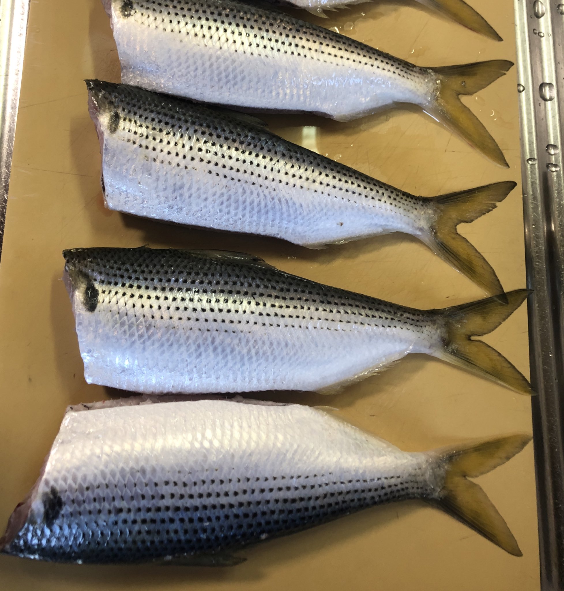 井嶋あきら Akira Ijima Akirafishing Twitter