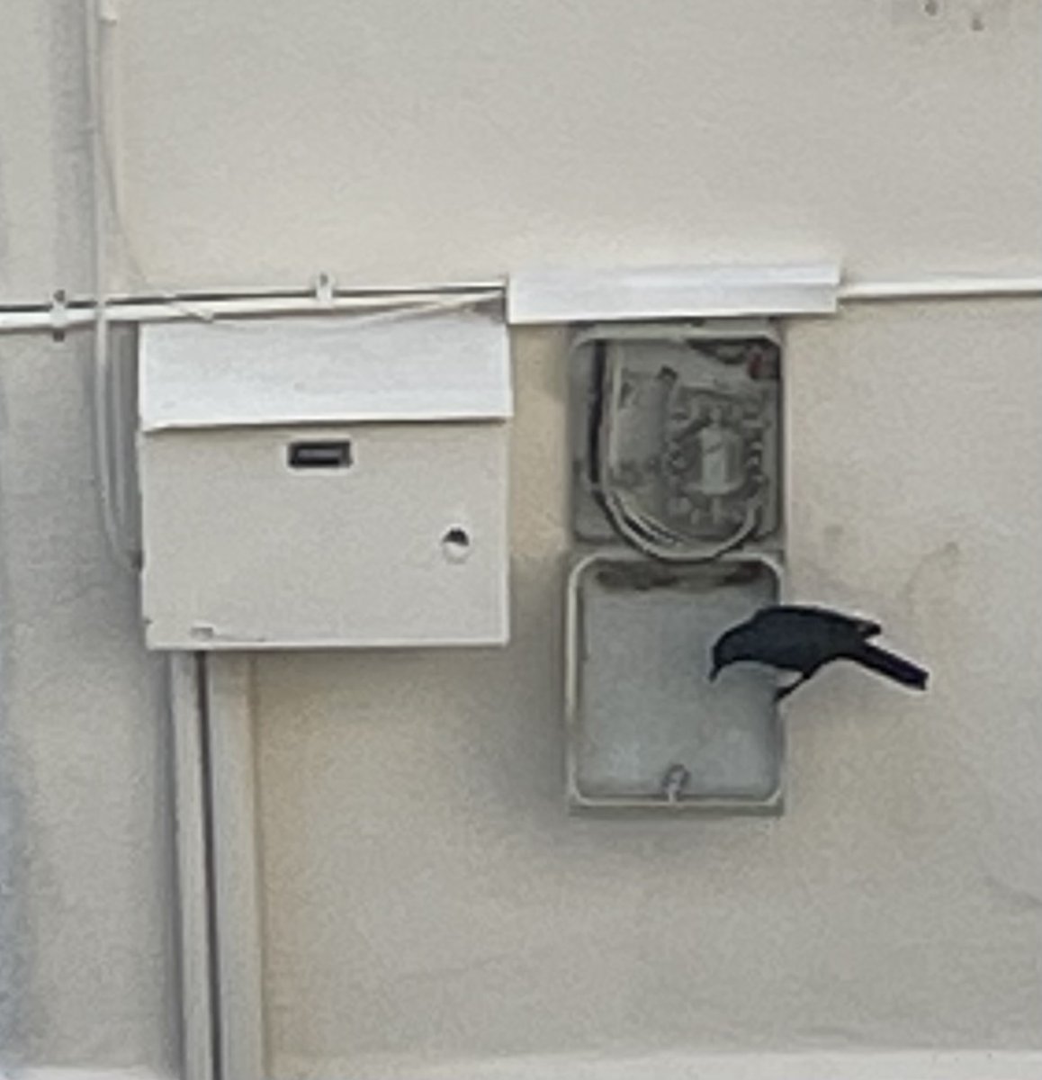 Neighbour: “Sorry boss, can’t work, bird ate my fibre”
Boss: “Suuuuure”
Neighbour: “See, promise”