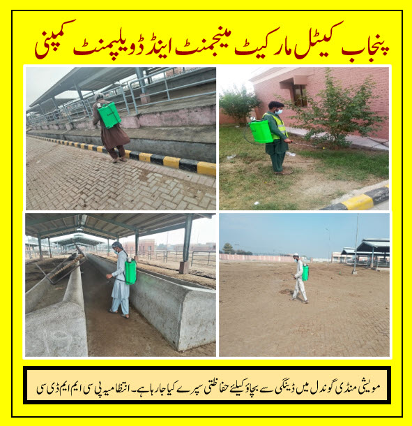 Pcmmdc's tweet photo. راولپنڈی ڈویژن کی مویشی منڈی گوندل میں پنجاب کیٹل مارکیٹ مینجمنٹ اینڈ ڈویلپمنٹ کمپنی کے عملہ کی جانب سے ڈینگی سے بچاؤ کے لیے حفاظتی سپرے کیا جارہا ہے۔انتظامیہ پی سی ایم ایم ڈی سی #Cattle #dengue #spray #pcmmdc https://t.co/GJNd7vcFW1