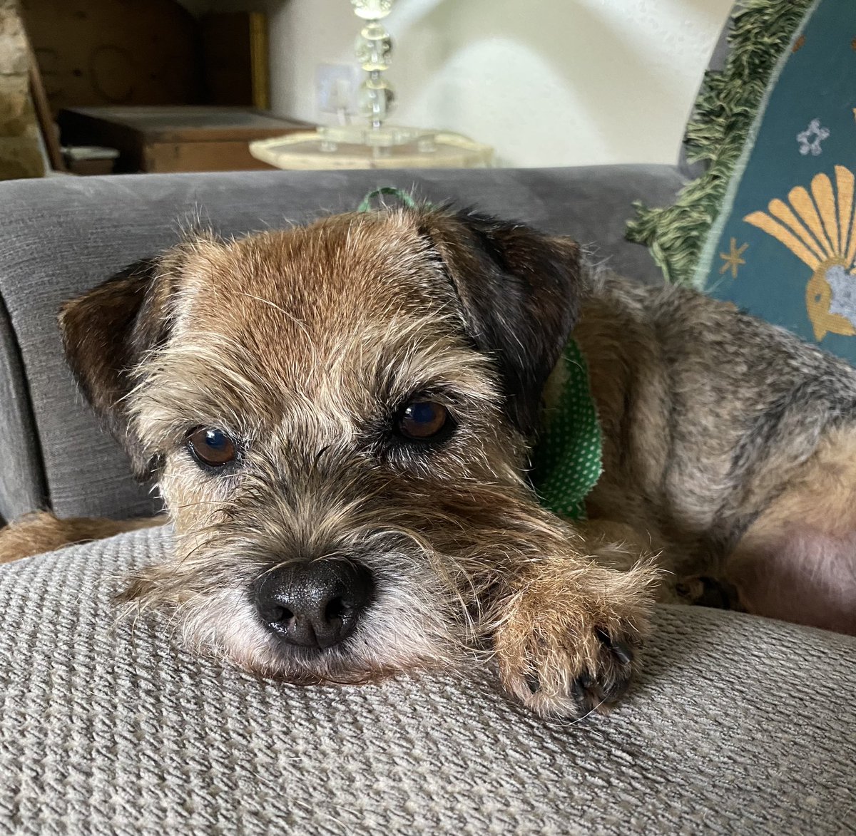 HuntJuliet's tweet photo. Just gonna kick back and chill today. 😉😴#BTPosse #ZSHQ #Dog https://t.co/EprEN4Vwmu