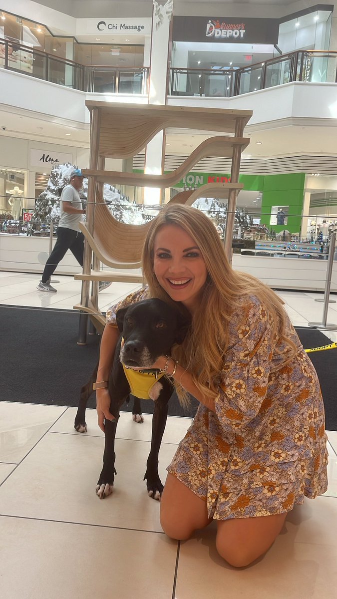 JaceyBirch's tweet photo. Tuesday’s Fashion along with Bella! She truly is a beauty up for adoption at @humanemiami - go check her out today! #ootd #AdoptDontShop https://t.co/2xKcICeOPC