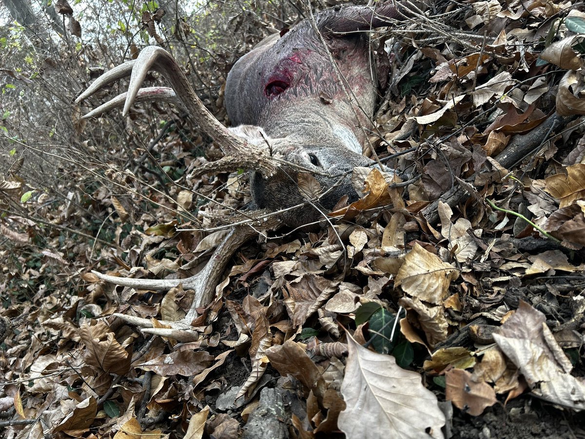CornThicket's tweet photo. Let’s see those 2022 success pics #Missouri #Pennsylvania #archery #whitetail #hunting https://t.co/9USaRwcGFZ