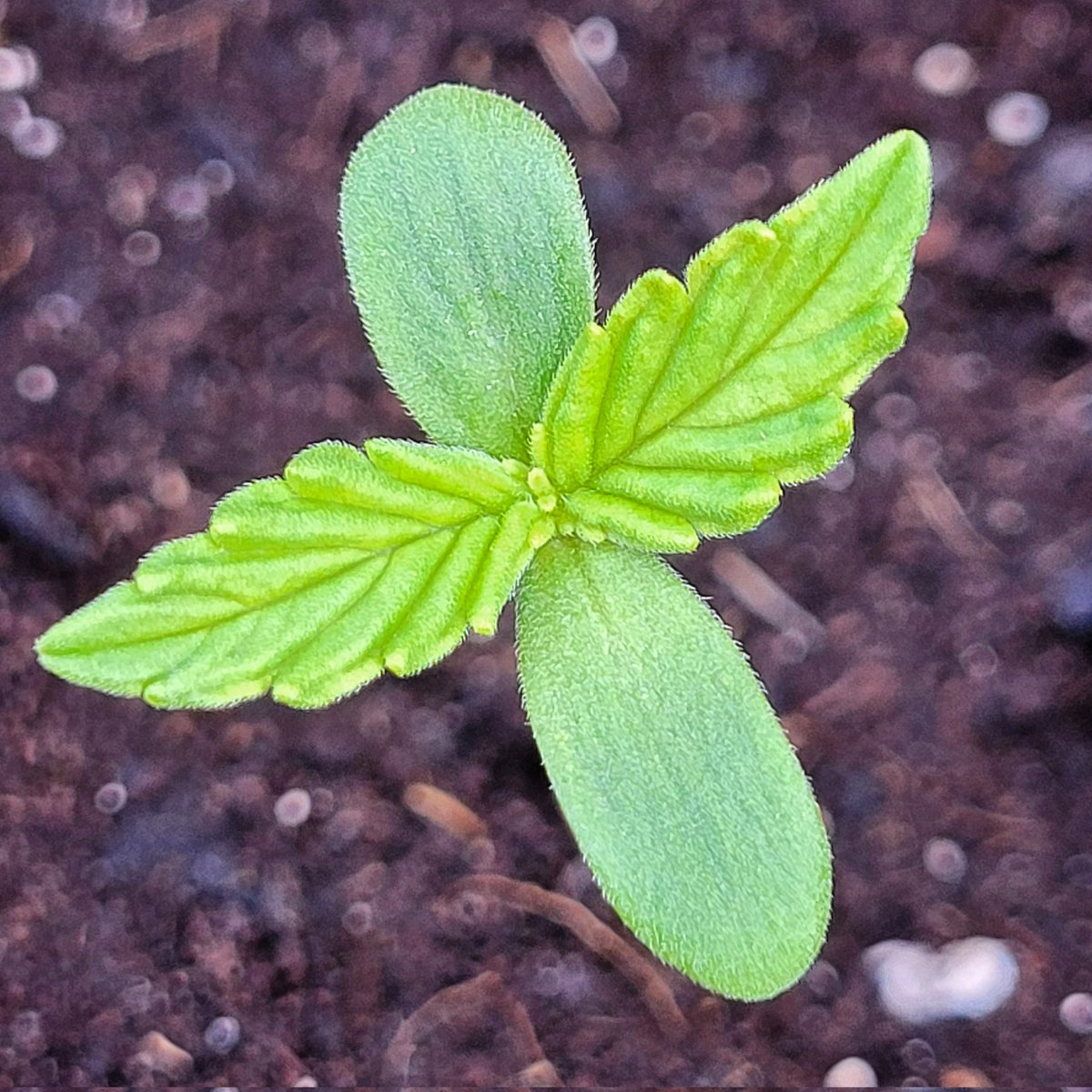RaulSantos1981's tweet photo. #Amnesia 🍄 Belleza emergente.
Variedad sativa híbrido de #Amnesia x #Lowrider.
Sobre sustrato #HeavyMix by @ProXL_Spain 👨🌾
#cannabiscomunity #WeedLovers #cannabisculture #weedsmokers
#cannabisseeds #Mmemberville https://t.co/CH1Kwm5SH7