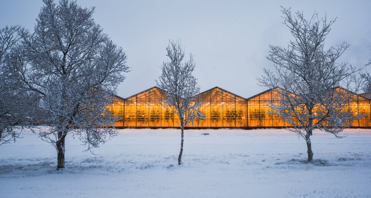 #horticulture | 🍅🌍 | Boost your career in with the two-week knowledge packed Winter School Greenhouse Horticulture. This intensive programme at horticulture’s epicentre allows you to fully update and deepen your knowledge.👉bit.ly/3OhDK2w