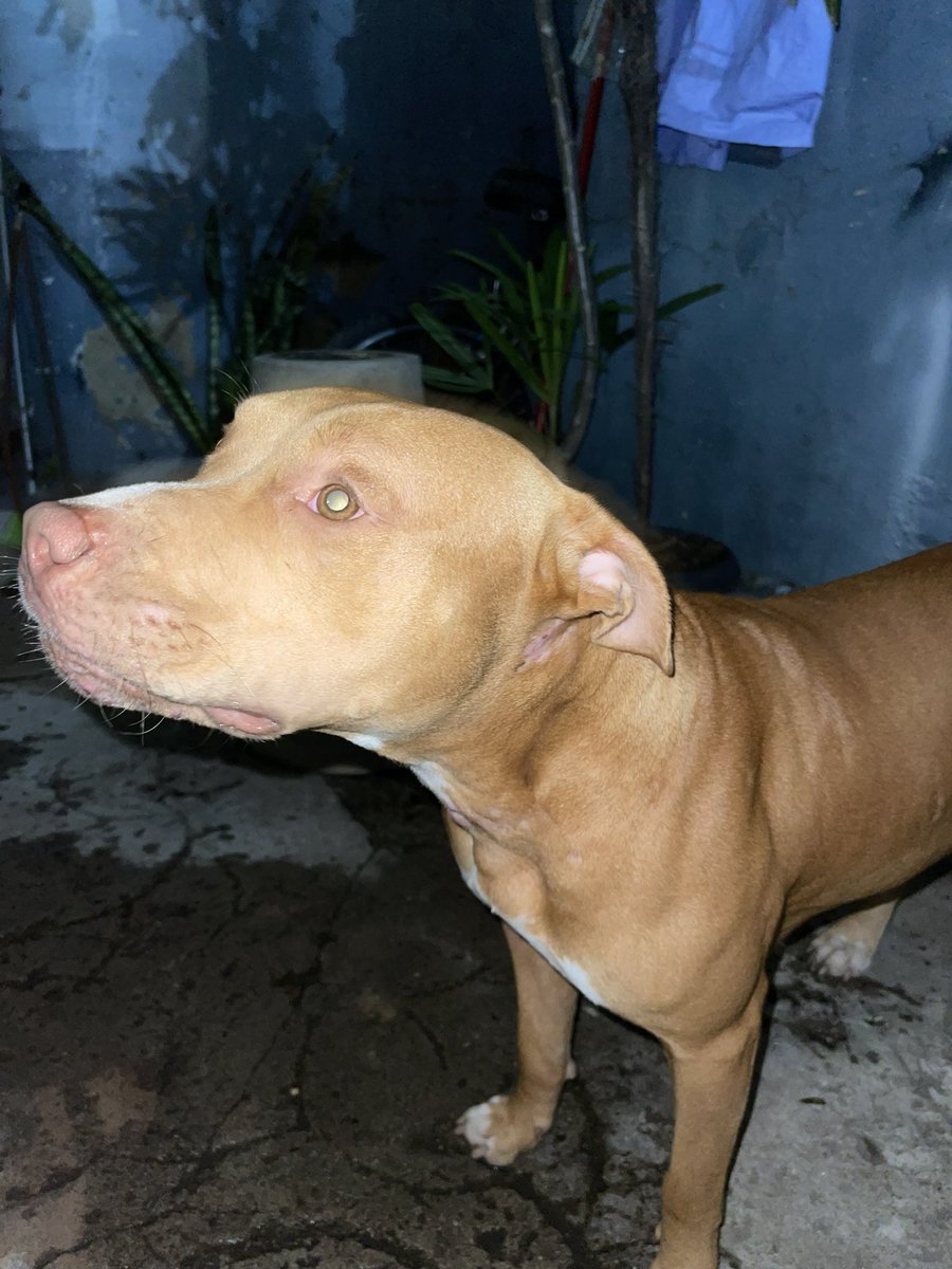 VictorAndradee's tweet photo. Encontrei essa cadela assustada pela rua na noite passada(15/11) 
Super dócil começou a me seguir, procurei informações no bar perto da igreja amarela, fiquei um tempo no mesmo local que a encontrei esperando para ver se a dona(o) aparecia. 
COMPARTILHEM! POR FAVOR 🙌🏽✨ https://t.co/5uMgLxh7Wp