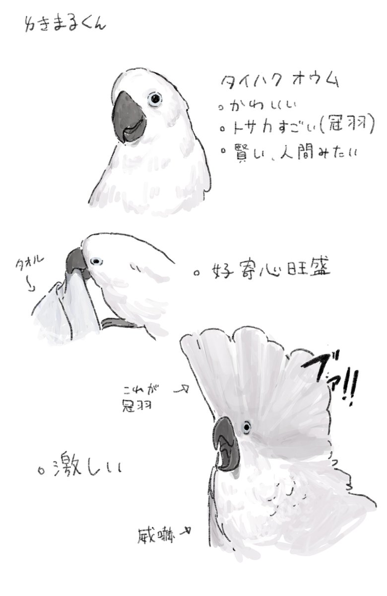 タイハクオウムのゆきまる