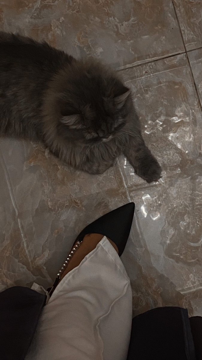 <a href="/Thetreat_ae/">the treat spa - dog and cat grooming🛀💅</a> Luna ✨