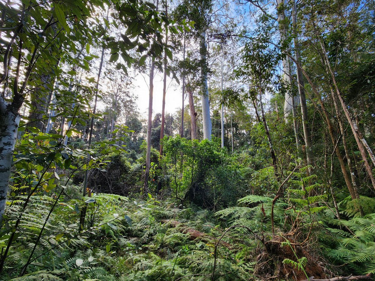 CloudsCreek's tweet photo. Just 3 years since these heavily logged landscapes burned for 3 months. Unstoppable blazes which rendered much of the surrounding forests to ash, felling giant hollow bearing trees across the region.
Koalas and gliders were incinerated, but here they found refuge. #SaveEllis https://t.co/ilkothQRog