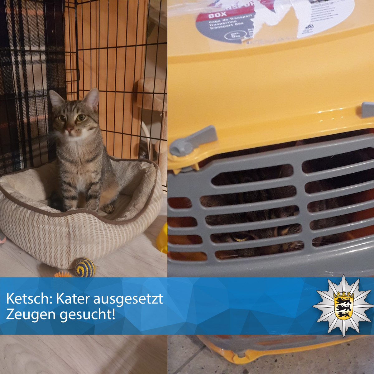 PolizeiMannheim's tweet image. 🐱 #Ketsch: Kater ausgesetzt! 🐱
❓ Wer hat Hinweise zum bisherigen Besitzer oder der gelben Box?
👀 #ZeugenGesucht
Polizeiposten Ketsch, Tel.: 06202/61696.

😻 Neues Zuhause für"Teddy"?  bei der ARCHE NOAH: 06202 3236 oder 01590 6499955
E-Mail: info@arche-noah-ketsch.de
