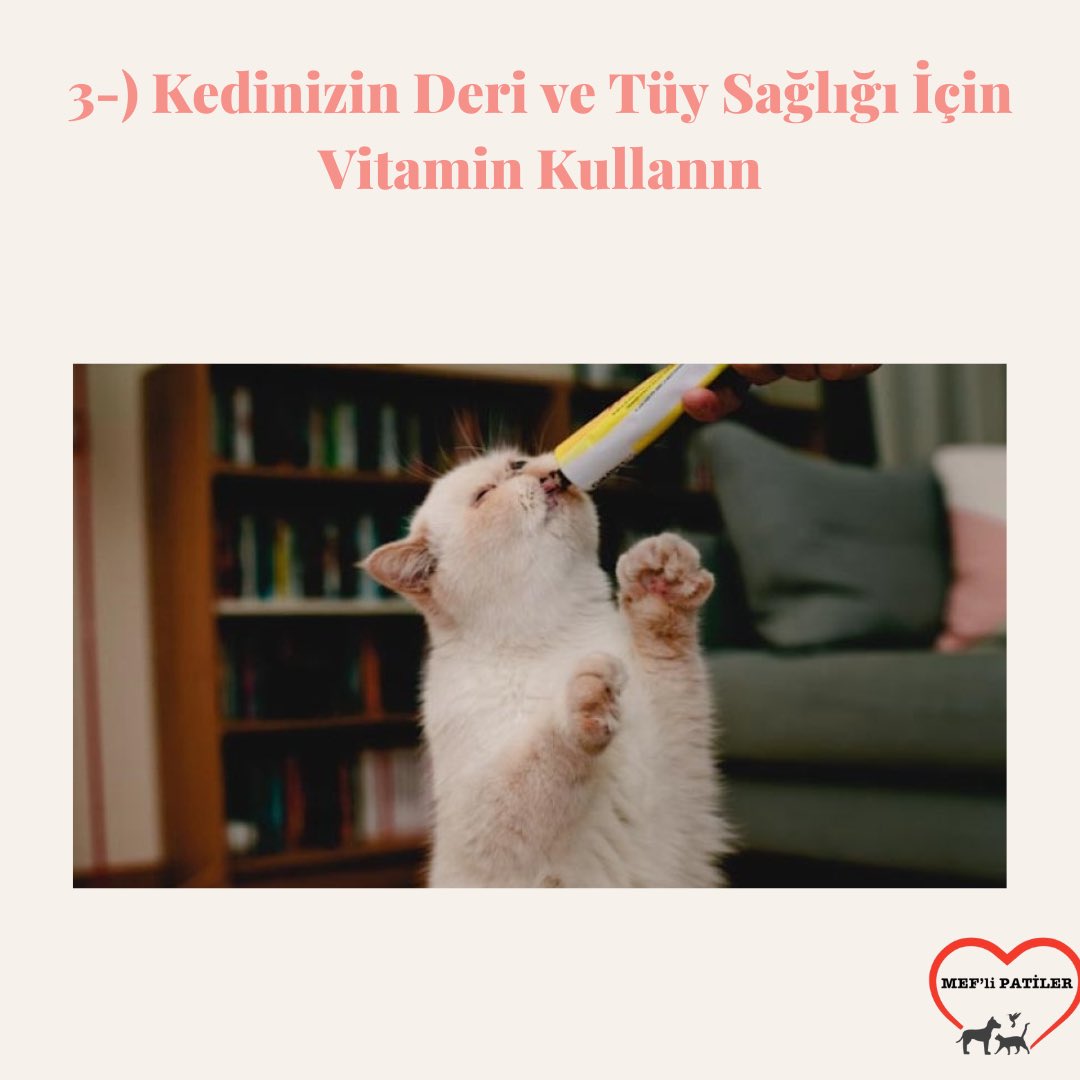 Sağlıklı ve bakımlı kedi tüyleri için neler yapmalıyız?🐾💓
