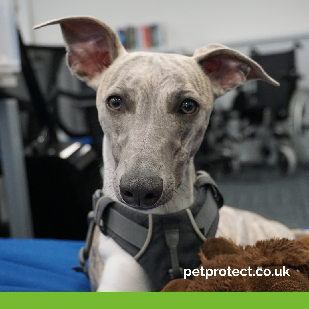 petprotect's tweet image. Happy #WhippetWednesday. Did you know? The Whippet, is the fastest breed of its size, reaching speeds of up to 35 miles per hour. Share photos with us this #Wednesday

#Greyhound #WeLovePets #Whippet #breedoftheday #cutedog #doglovers