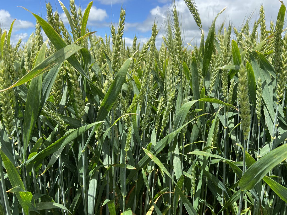 James Heffernan tweet media