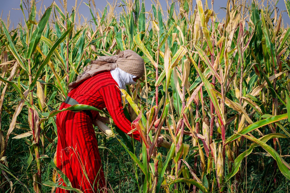 UndpSyria's tweet photo. Abdullah & his family are happy to finally reap the benefits of their hard work👩🌾🌽
150 farmers in #Deir_Ezzor will harvest approx. 600 tons of corn this year as a result of @UNDP Value Chain Support Programme. Enhancing #FoodSecurity & #livelihoods in #Syria
#COP27 #agriculture https://t.co/6k8ebfSwlO