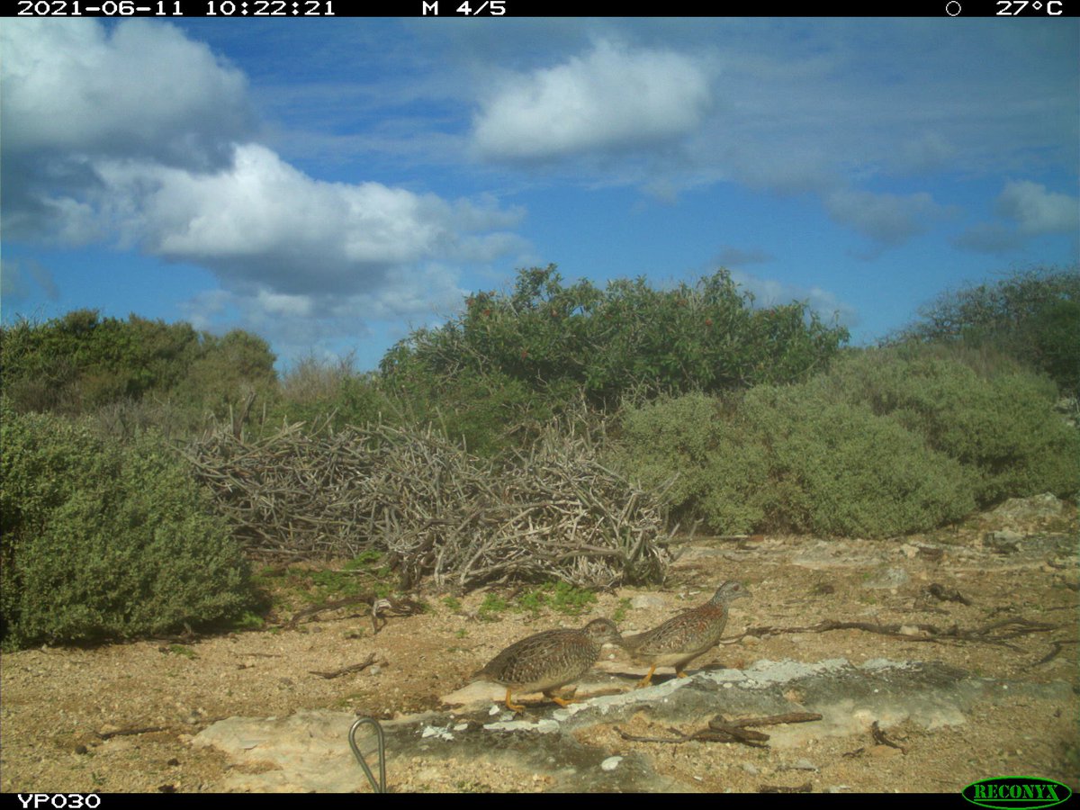 Ryan Carter tweet media